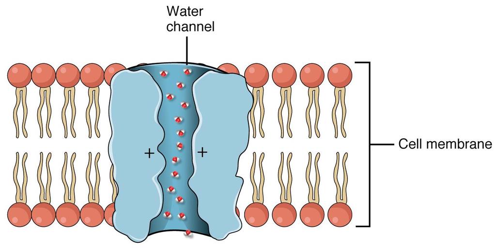 Água se difunde pela membrana por duas maneiras Difusão direta através da membrana Partição entre o citoplasma a membrana Por