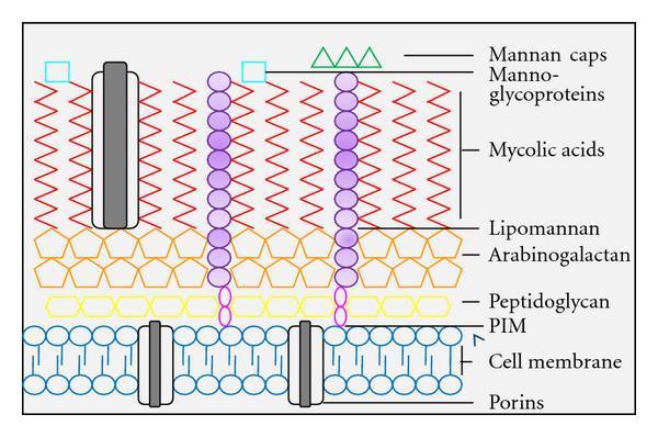 2. Alteração na permeabilidade de membrana
