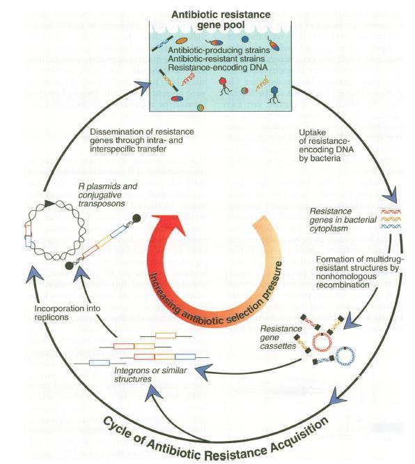 Integrons: Elementos genéticos que coletam e expressam genes