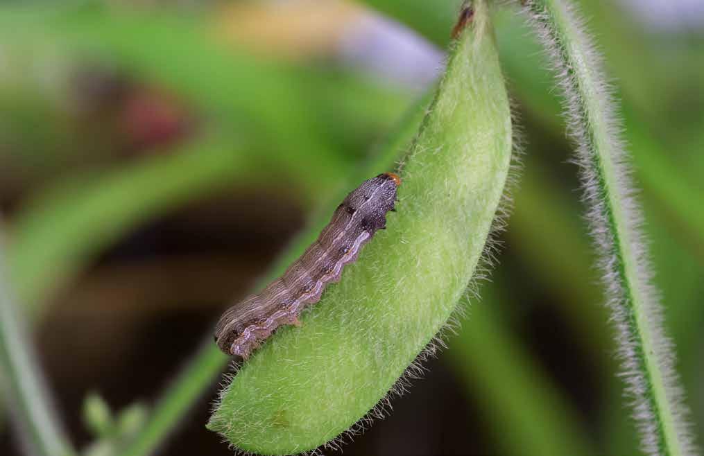 CARACTERÍSTICAS O período larval geralmente tem duração de 15 a 19 dias e, após essa fase, as lagartas transformam-se em pupas no solo a poucos centímetros de