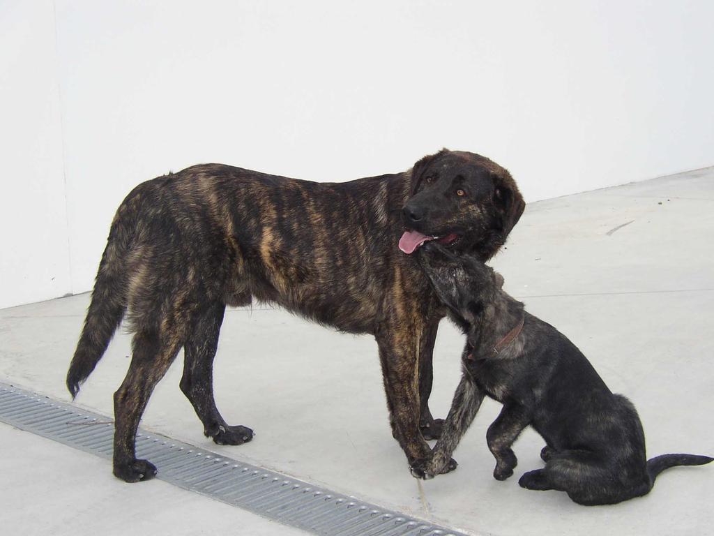 Rui Viveiros VIRIATO RI 71986 5. Alteração do actual estalão da raça do cão de castro laboreiro, respeitando a realidade da raça e as suas funcionalidades.