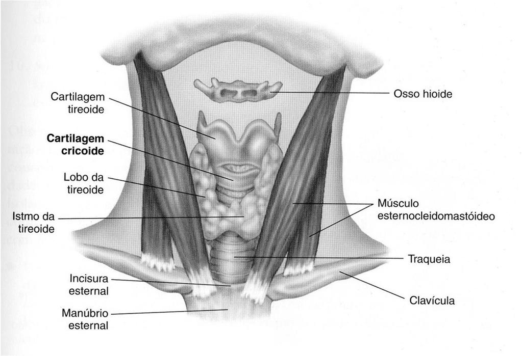 Pescoço Identifique o osso hioide e as cartilagens tireoide e