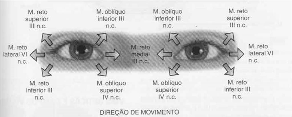 Movimentação dos olhos Motilidade ocular extrínseca Atentar