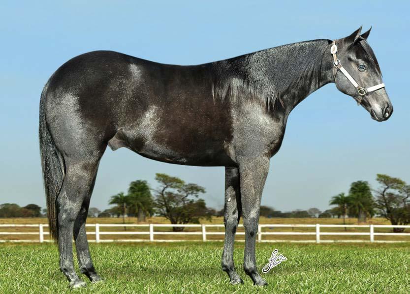 SHINERS SAN BELL LOTE 09 GENUINE DOC SHINING SPARK DIAMONDS SPARKLE Gelson PAVONI HOLLYWOOD SAN BELL Nasc.