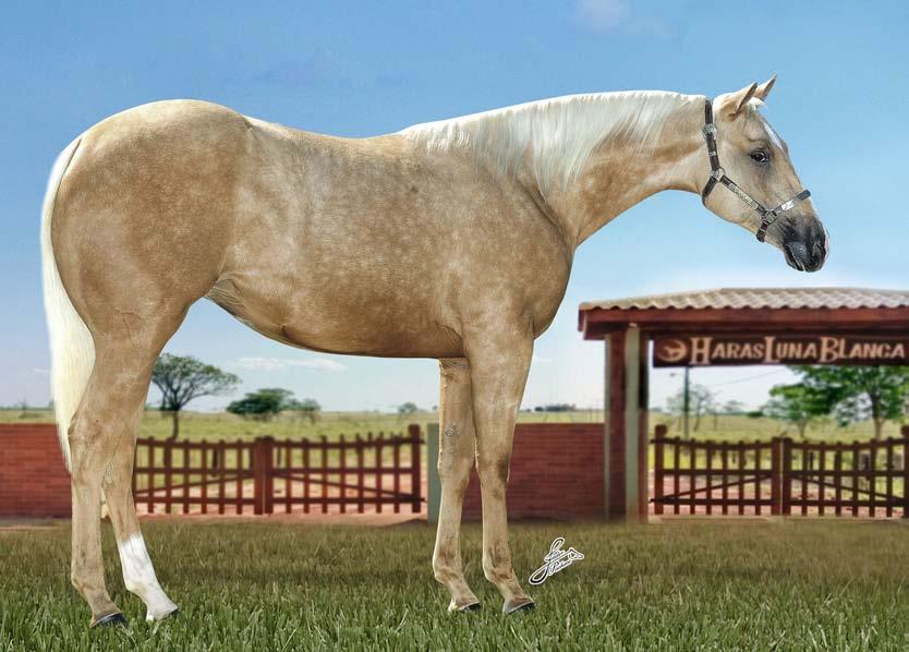 EPOCA HF * TARITAS SAN BELL EFF *SAN BELLE STEEL EFF *BEAUTY SAN BELL *DAFRE SAN BELL *COLORADO SHINERS* PRINCESA SAN BELL * JACOBINA TARI CAMPEÃ PAINT HORSE NO LAÇO PÉ *REY SHINERS PRT *GOLD SPARK