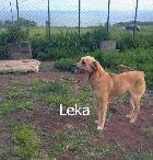 Leka, Fêmea Cão Rafeiro de porte Médio com 2 anos.