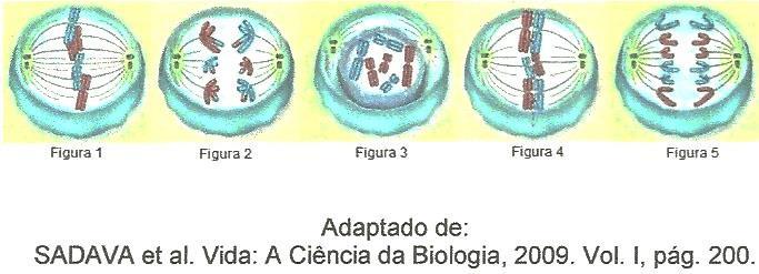 08. (UPF) As figuras abaixo mostram, de forma esquemática, células de um mesmo organismo em diferentes fases da mitose ou da meiose I.