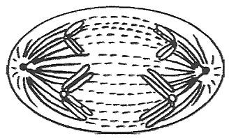 É correto afirmar que ele representa uma célula em: a) Meiose, já que está ocorrendo migração dos cromossomos homólogos para polos opostos.