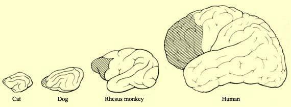 mamíferos (38% do córtex em grandes símios).