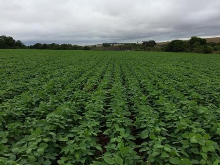 Fazenda Mangabeiras - MG / 84 ha irrigados por gotejamento Feijão Resultados Financeiros CUSTO MÉDIO PRODUÇÃO NA REGIÃO = 4 A 5 MIL / ha CUSTO DE PRODUÇÃO = R$ 24. / 84 = R$ 2.