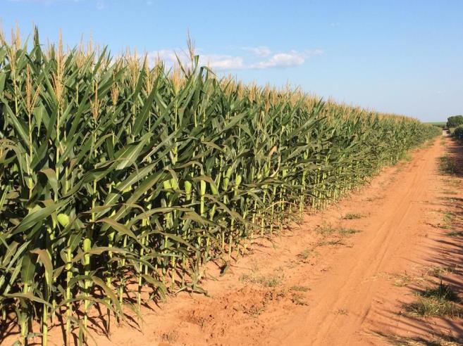 Fazenda Santa Cecília SP/ 67 ha irrigados por gotejamento - Soja 9 8 9 7 8 Produtividade (sacas/ha) Produtividade (sacas/ha) 8 8 55 65 6 7 5 6 4 5 3 4 49,5 49,5