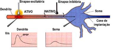 Inibição pós-sináptica Neurônio excitatório: ATIVO Neurônio inibitório: