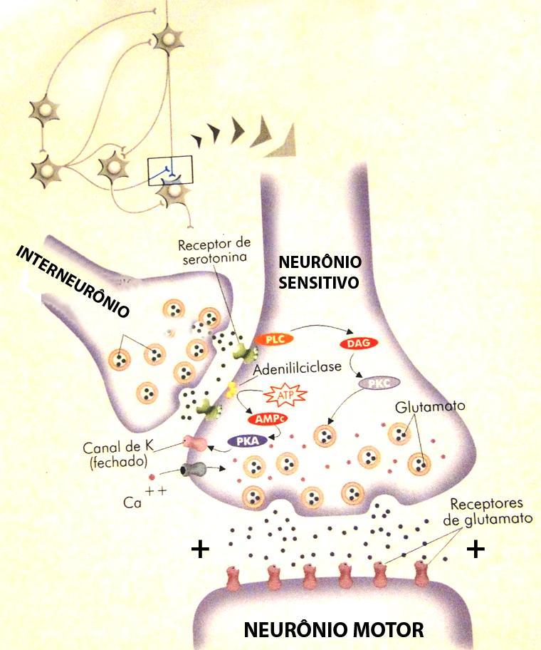A sinapse axo-axônica (interneurônio e o neurônio sensitivo) é facilitadora: a 5- HT