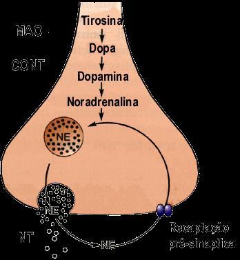 AMINAS BIOGÊNICAS Noradrenalina (Nor) Adrenalina (Adr) Dopamina (DA) Catecolaminas: