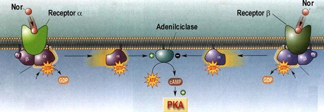 Neurotransmissor Receptores Agonistas Antagonistas Noradrenalina Receptor Receptor Fenilefrina Isoproterenol Fenoxibenzoamina