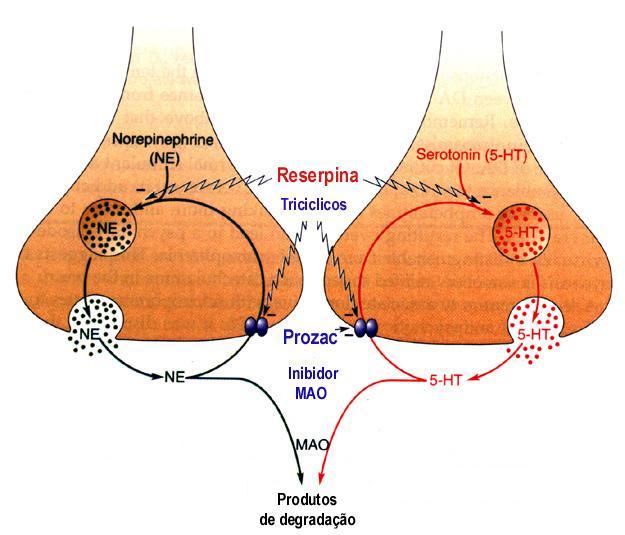 Neurotransmissor Receptores Serotonina 5 HT 1A, 5 HT 1B, 5 HT 1C, 5 HT 1D, 5HT 2, 5HT 3 e 5HT 4 A 5-HT participa na regulação da temperatura, percepção sensorial,