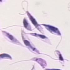 Gênero Leishmania Sub-gêneros Leishmania Viannia Classificação com base na diferenciação no tubo digestivo do inseto: -