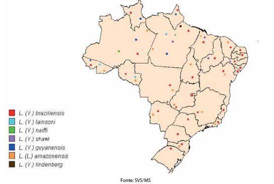 Principais agentes da LTA no Brasil: