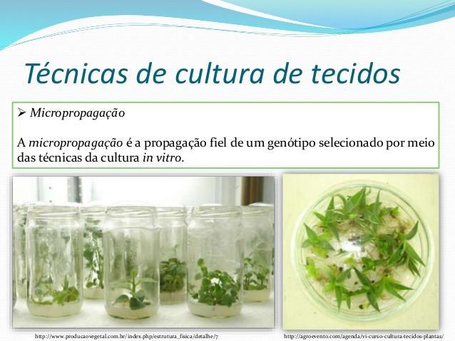 TERAPIA GÊNICA CULTURA DE TECIDO VEGETAL A cultura de tecidos vegetais tem várias aplicações práticas utilizadas amplamente
