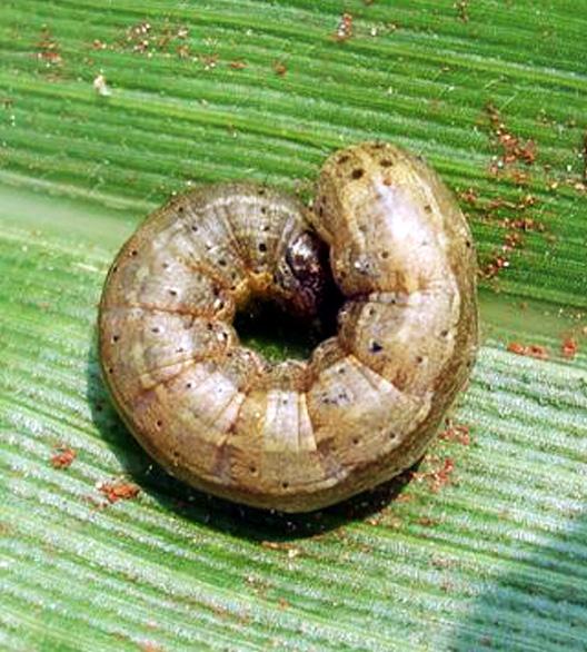 Detalhe da lagarta mede-palmo (Mocis latipes) em pasto de capim-mombaça