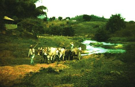 Eu mandei fazer um laço o couro jacaré Pra laçar meu boi barroso No cavalo pangaré Eu mandei fazer um laço o couro da jacutinga Pra laçar meu boi barroso Lá no alto da restinga Adeus priminha que eu