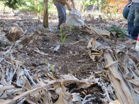 Foto 35 - Demonstração prática de cultivo de Palmito em plantação de banana. 2.