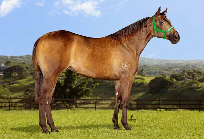 P.F. TRABALHO 2020 VAQUEJADA 2021 HVV XUXA DIEGO Lote 12 FÊMEA 30/09/16 BAIO VENDEDOR: HARAS VALE VERDE NEW DIEGO ROJO HJG DON DIEGO BARS PESETA ROJO JAR MR HULK MINIE APOLO BARS EL CORONEL ROJO BREE