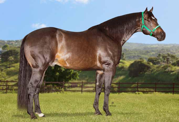 GARANHÃO, PRODUTOR DE CAMPEÕES EM VAQUEJADA MAGESTUOSO VM Lote 25 MACHO 20/08/03 ZAINO VENDEDOR: HARAS VALE VERDE PRODUTOR DE DONA WOOD MDS, 6 PNTS DE RMT, 8 LUGAR NO DERBY ABQM EM 2018 E DE GIULIA