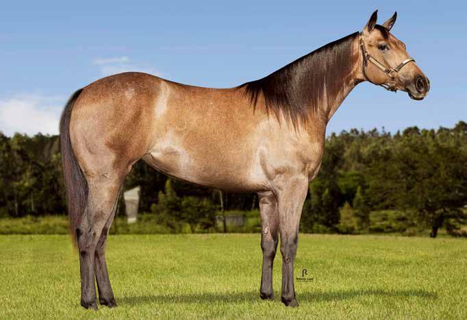 P.F. TRABALHO 2020 VAQUEJADA 2021 VIOLET GATES HCB Lote 33 FÊMEA 06/11/16 TORDILHO VENDEDOR: HARAS CASA BRANCA RONALD GATES HCB RONALD DA ER SILVER GATES SHADY APOLO BARS ETERNAL RED HOBO DOC BINGO