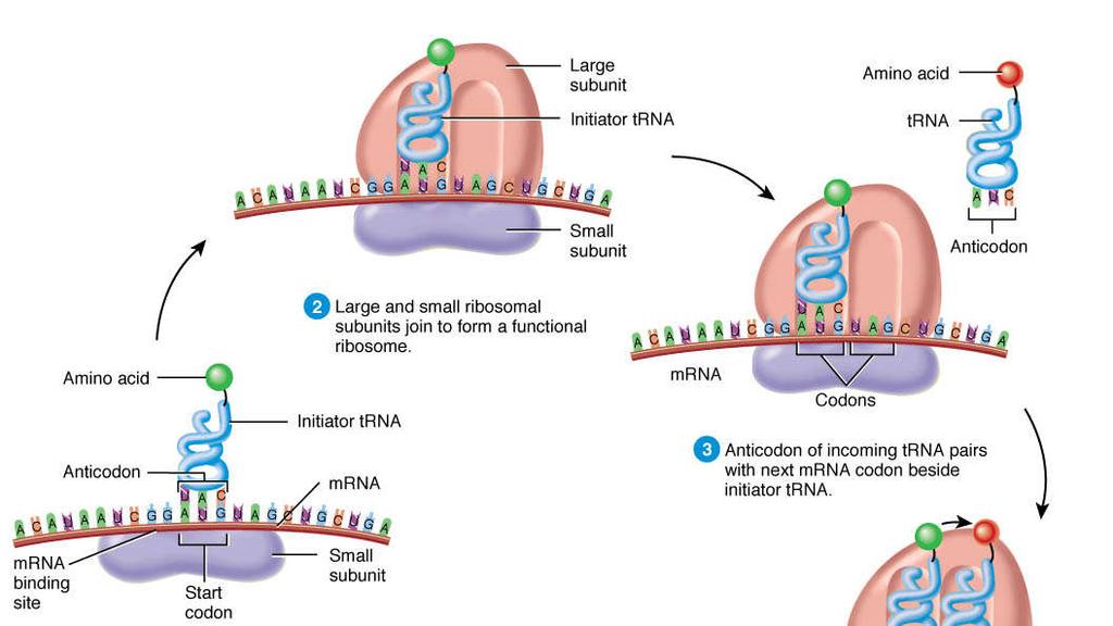 2. Iniciação Methionine Gasto de 1 ATP 1