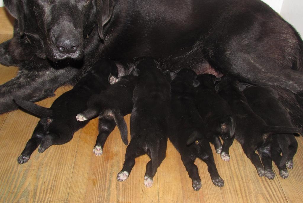 Os cachorros destas três ninhadas estão disponíveis para entrega, a partir de 9 de Maio de 2015.