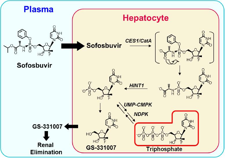 8.2.2. Mecanismo de activação intracelular A activação do SOF no hepatócito, foi completamente caracterizada nos estudos de desenvolvimento não clínico do fármaco.