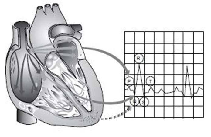 Eletrocardiógrafo É um dispositivo que mede a variação com o tempo da diferença de potencial entre dois locais sob a superfície corpórea.