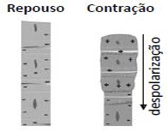 Observando-se um eletrocardiograma normal, podemos identificar a contração atrial pela presença da onda P, seguida por pequeno intervalo e então