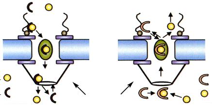 Transporte núcleo n citoplasma Ativo Importação mediada por sinal Exportação mediada por sinal CITOPLASMA