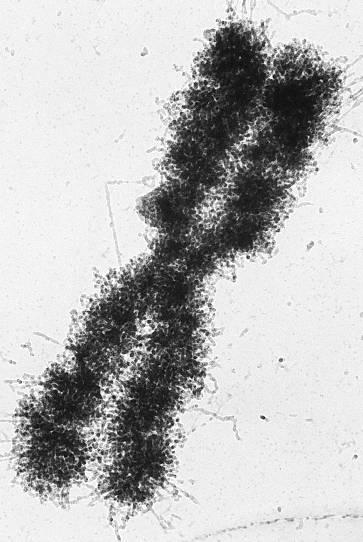 Estrutura dos Cromossomos telômeros 2 cromátides