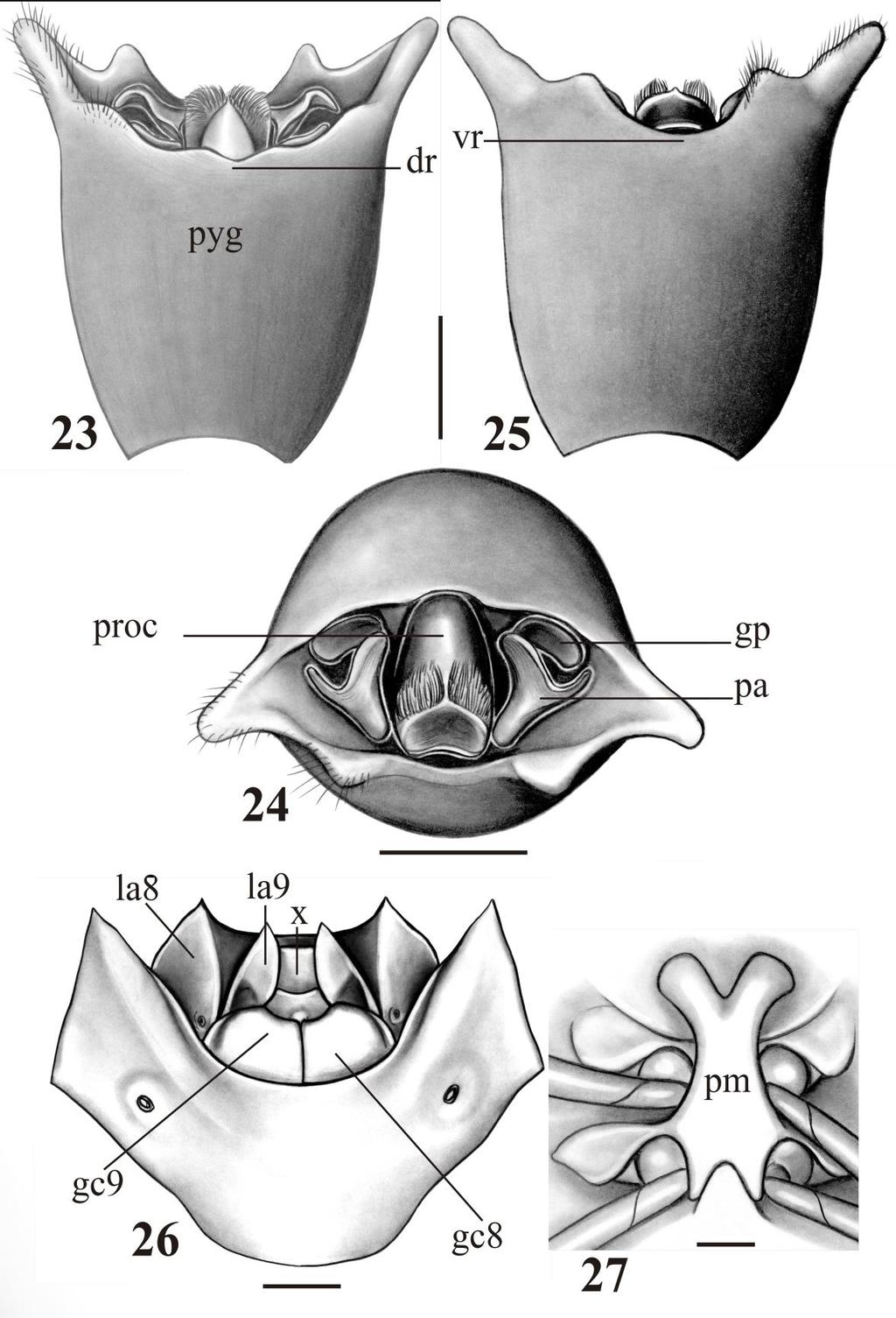 25 FIGURES 23 27. Plagaedessa celsa. 23 25 Male, pygophore; 23 dorsal view; 24 posterior view; 25 ventral view. 26 Female, genital plates. 27 Metasternal process, ventral view.