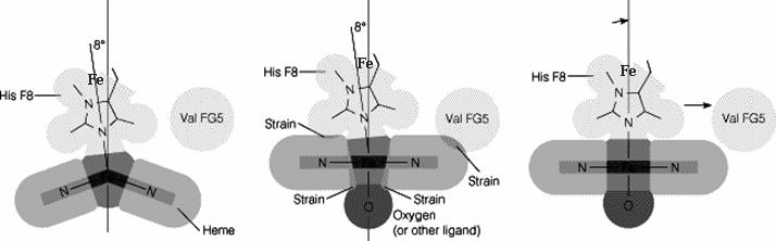 Transição estrutural por ligação do O2 ao heme ALOSTERIA Durante a oxigenação, o Fe movese para o plano do heme O movimento do Fe é transmitido a outras subunidades da Hb pela His F8 Alteração da