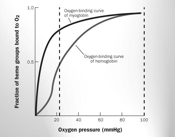 H entre β 2 e α1 e entre β 1 e α2, estabilizando a forma R Desoxihemoglobina (T) + O2 Oxihemoglobina (R) A oxigenação da Hb causa uma rotação de cerca de 15 graus das subunidades α-β β