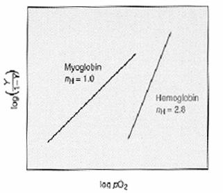 Capacidade de ligação/libertação de O 2 - mioglobina vs hemoglobina γ = (po 2 ) n (p50) n + (po 2 ) n γ = fracção
