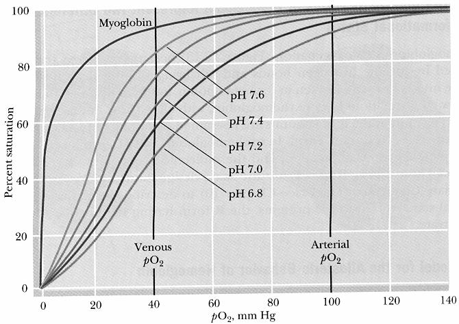 po 2 cap. Alv.= 100 torr γ cap. alv.= 0.98 po 2 cap. Musc.= 20 torr γ cap. musc.= 0.32 = 0.