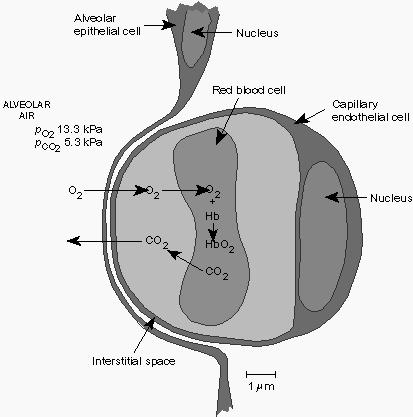 Hemoglobina Transporte de O 2 e CO 2 nos glóbulos vermelhos Tecidos