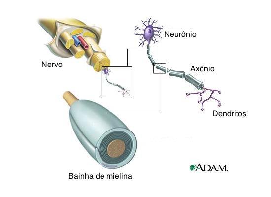 Funções dos lipídios Isolante elétrico: os lipídios atuam como isolante elétrico, os neurônios (células nervosas) possuem em seu axônio uma camada de