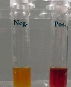 2. Vermelho de metila-vm ácido láctico ácido acético Glicose fermentação ácido fórmico ácido mista ácido succínico ácido etílico