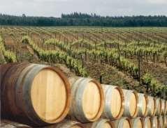 A região de Pegões, com uma área vinícola de 967 hectares, produz diversas castas tintas Na freguesia de Santo Isidro de Pegões destaca-se