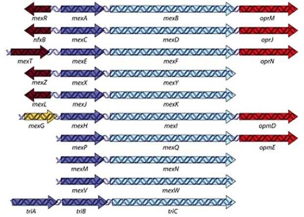 Revisão da Literatura 36 Figura 1. Organização genética dos dez operons da família RND descritos em P. aeruginosa.
