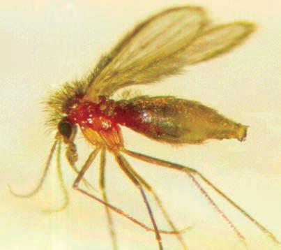 Vetores Insetos denominados flebotomíneos Denominação popular Mosquito palha Birigui No Brasil: Lutzomyia