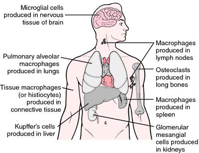 Sistema mononuclear fagocícito Células microgliais Macrófagos alveolares Macrófagos teciduais Células de Kupffer
