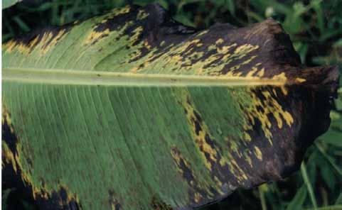 Sigatoka-negra (Mycosphaerella fijiensis) O coalescimento precoce de estrias