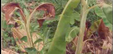 Moko ou murcha bacteriana (Ralstonia solanacearum, raça 2) Sintomas Em plantas jovens, uma das três folhas
